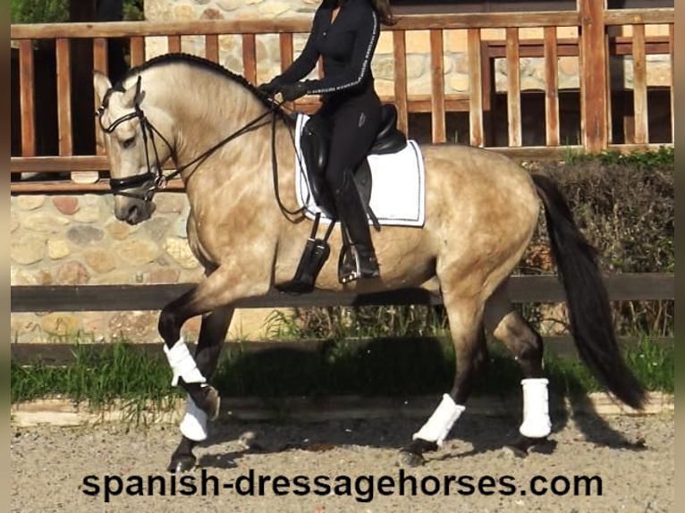 PRE Stallion 5 years 16 hh Buckskin in Barcelona