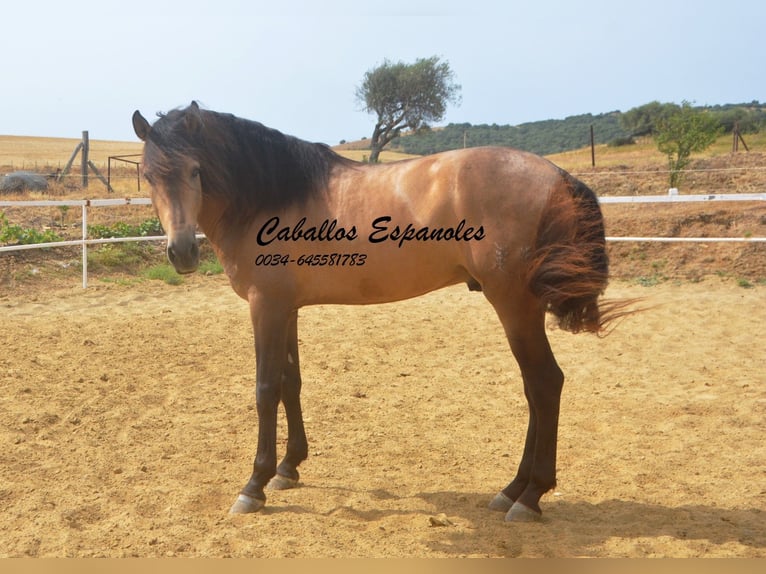 PRE Mix Stallion 5 years 16 hh Buckskin in Vejer de la Frontera