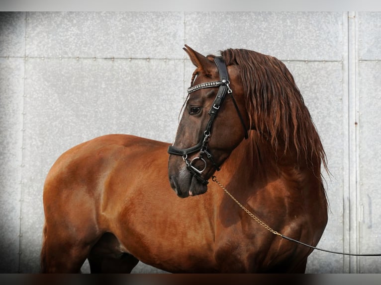 PRE Mix Stallion 5 years 16 hh Chestnut in HEUVELLAND