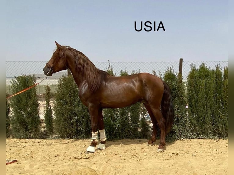 PRE Stallion 5 years 16 hh Chestnut-Red in Agost