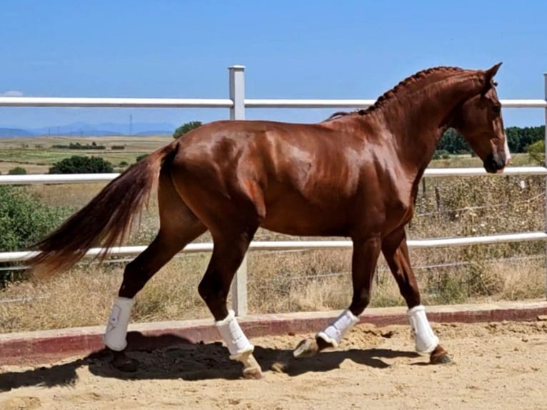 PRE Mix Stallion 5 years 16 hh Chestnut-Red in Navas Del Madroño