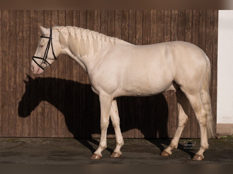 PRE Stallion 5 years 16 hh Cremello in Büttelborn