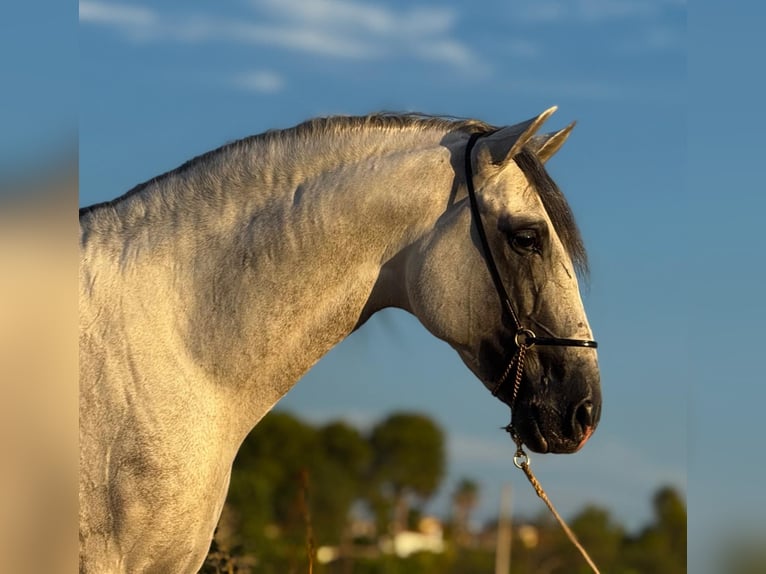 PRE Mix Stallion 5 years 16 hh in Martfeld