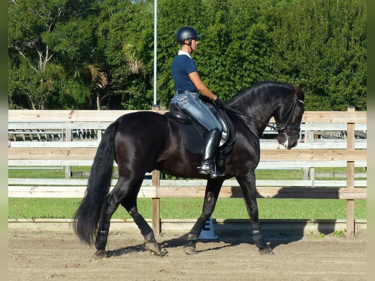 PRE Mix Stallion 5 years 16 hh in M&#xFC;nster