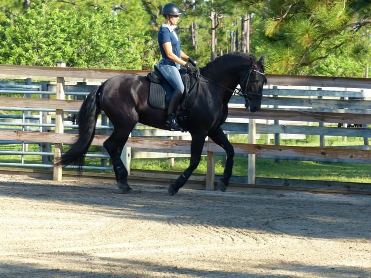 PRE Mix Stallion 5 years 16 hh in M&#xFC;nster