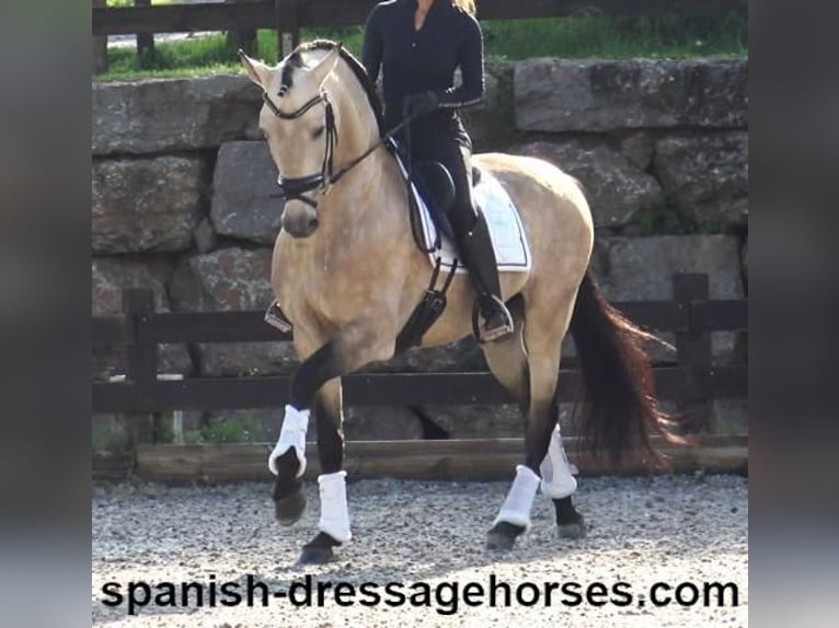 PRE Mix Stallion 5 years 16 hh Dun in Barcelona