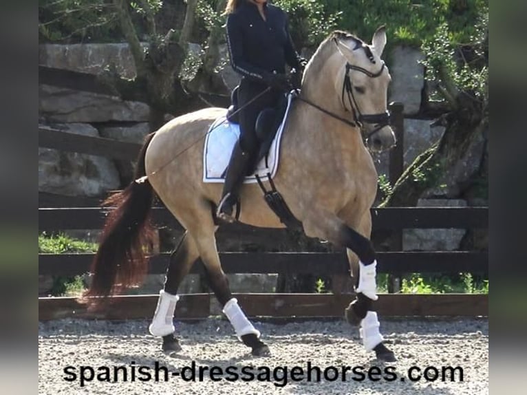 PRE Mix Stallion 5 years 16 hh Dun in Barcelona