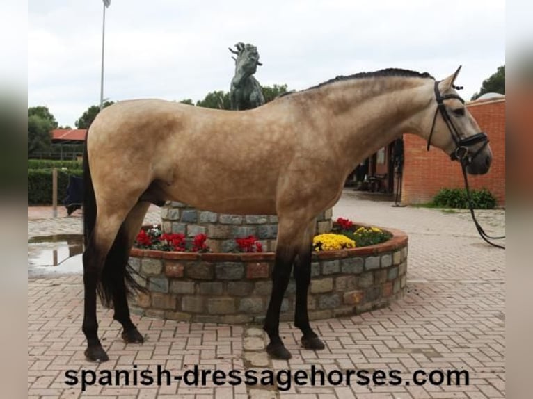 PRE Mix Stallion 5 years 16 hh Dun in Barcelona