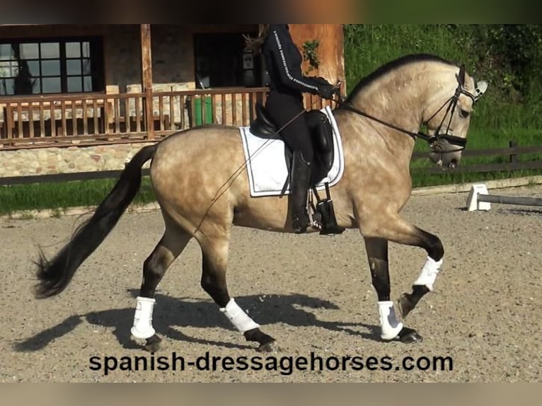 PRE Mix Stallion 5 years 16 hh Dun in Barcelona