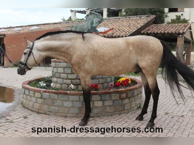 PRE Mix Stallion 5 years 16 hh Dun in Barcelona