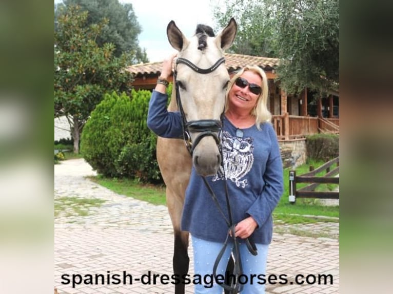 PRE Mix Stallion 5 years 16 hh Dun in Barcelona