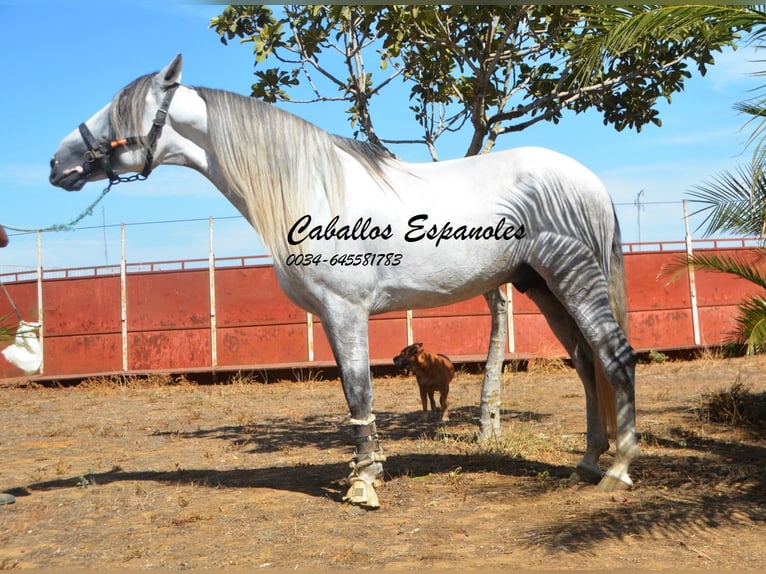 PRE Stallion 5 years 16 hh Gray in Vejer de la Frontera
