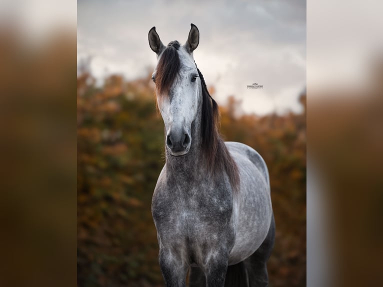 PRE Mix Stallion 5 years 16 hh Gray-Blue-Tan in Heemskerk