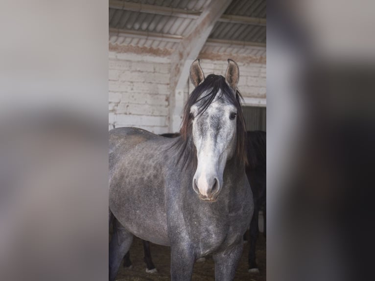 PRE Mix Stallion 5 years 16 hh Gray-Blue-Tan in Barcelona