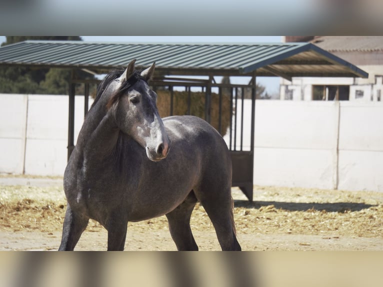 PRE Mix Stallion 5 years 16 hh Gray-Blue-Tan in Barcelona