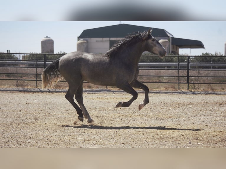 PRE Mix Stallion 5 years 16 hh Gray-Blue-Tan in Barcelona