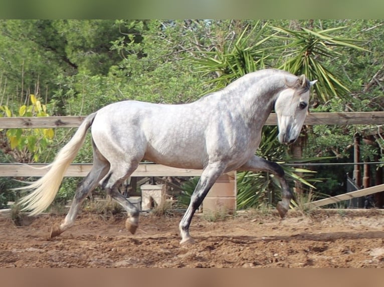 PRE Stallion 5 years 16 hh Gray-Dapple in Sagunt/Sagunto