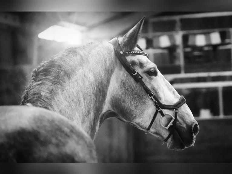 PRE Stallion 5 years 16 hh Gray-Dapple in HEUVELLAND