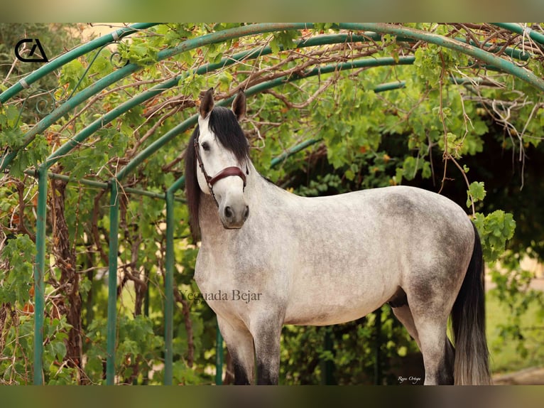 PRE Stallion 5 years 16 hh Gray-Dapple in Puerto Lumbreras