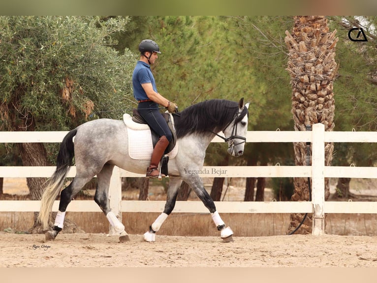 PRE Stallion 5 years 16 hh Gray-Dapple in Puerto Lumbreras