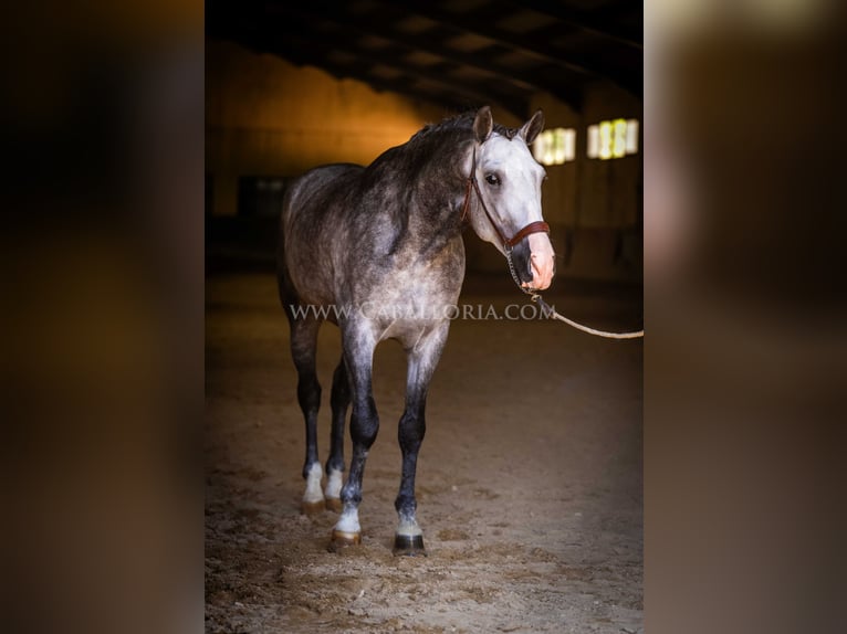 PRE Stallion 5 years 16 hh Gray-Dapple in Rafelguaraf