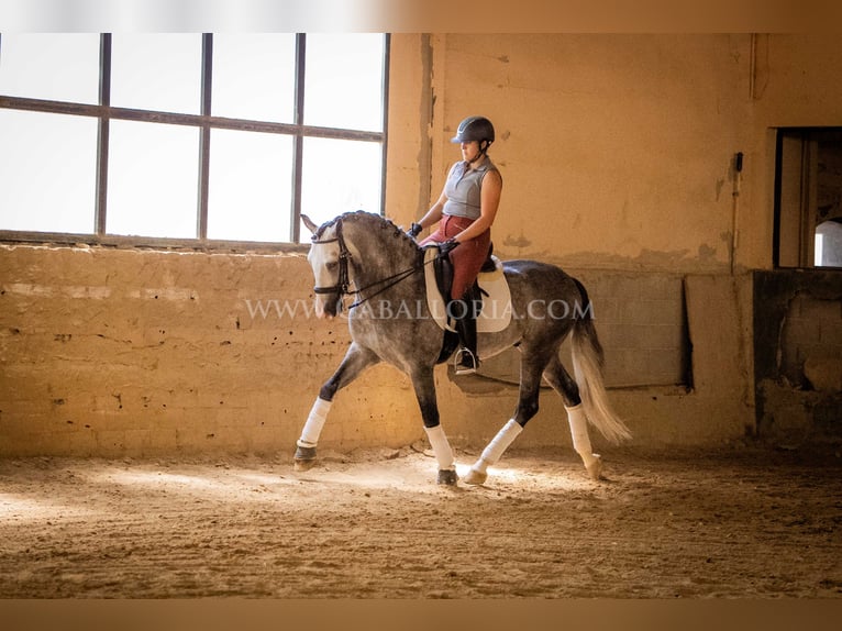 PRE Stallion 5 years 16 hh Gray-Dapple in Rafelguaraf