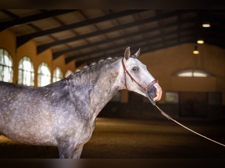 PRE Stallion 5 years 16 hh Gray-Dapple in Rafelguaraf