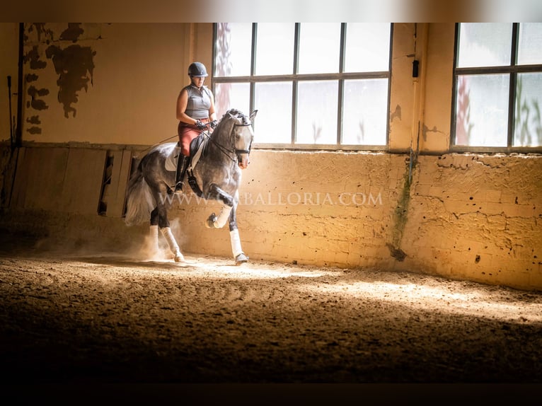 PRE Stallion 5 years 16 hh Gray-Dapple in Rafelguaraf