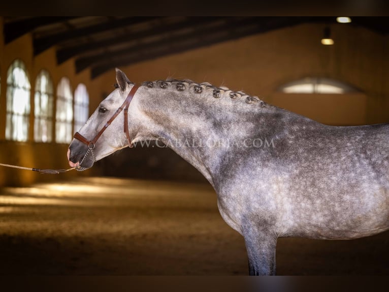 PRE Stallion 5 years 16 hh Gray-Dapple in Rafelguaraf