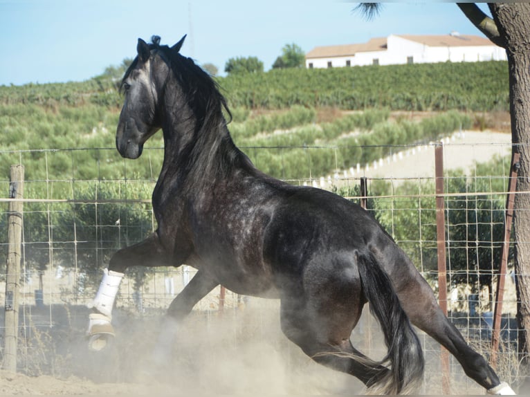 PRE Stallion 5 years 16 hh Gray-Dapple in Vejer de la Fronera