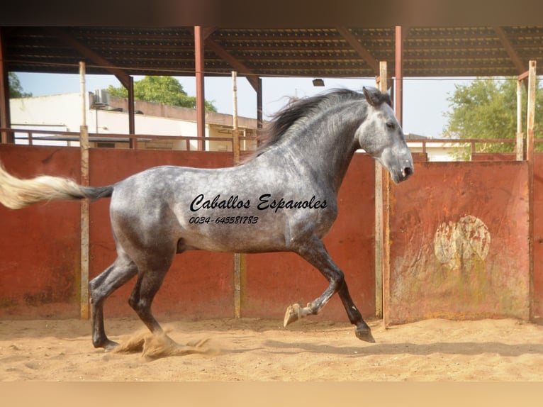 PRE Stallion 5 years 16 hh Gray-Dapple in Vejer de la Frontera