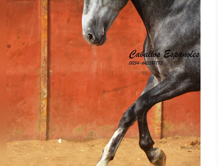 PRE Stallion 5 years 16 hh Gray-Dapple in Vejer de la Frontera