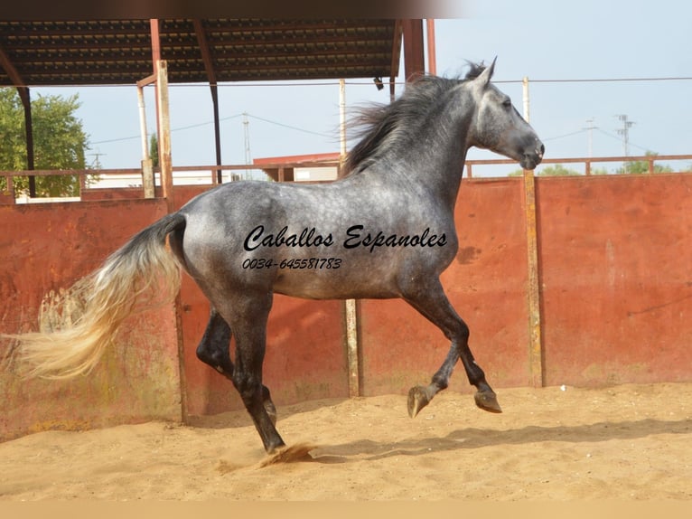 PRE Stallion 5 years 16 hh Gray-Dapple in Vejer de la Frontera