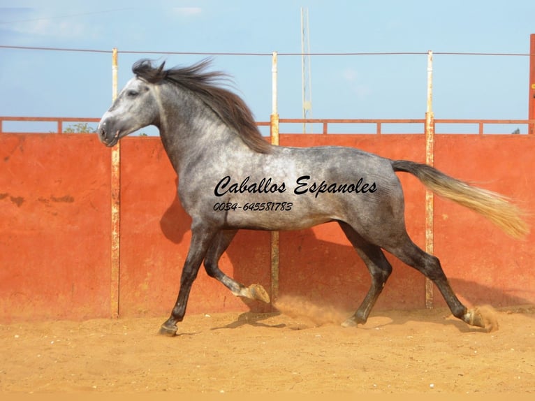 PRE Stallion 5 years 16 hh Gray-Dapple in Vejer de la Frontera