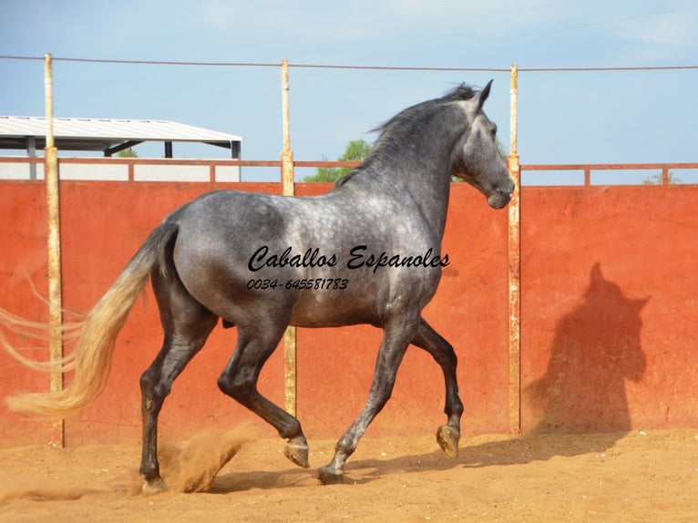 PRE Stallion 5 years 16 hh Gray-Dapple in Vejer de la Frontera