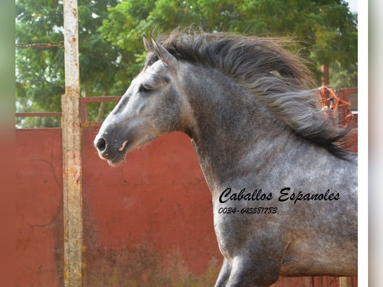 PRE Stallion 5 years 16 hh Gray-Dapple in Vejer de la Frontera