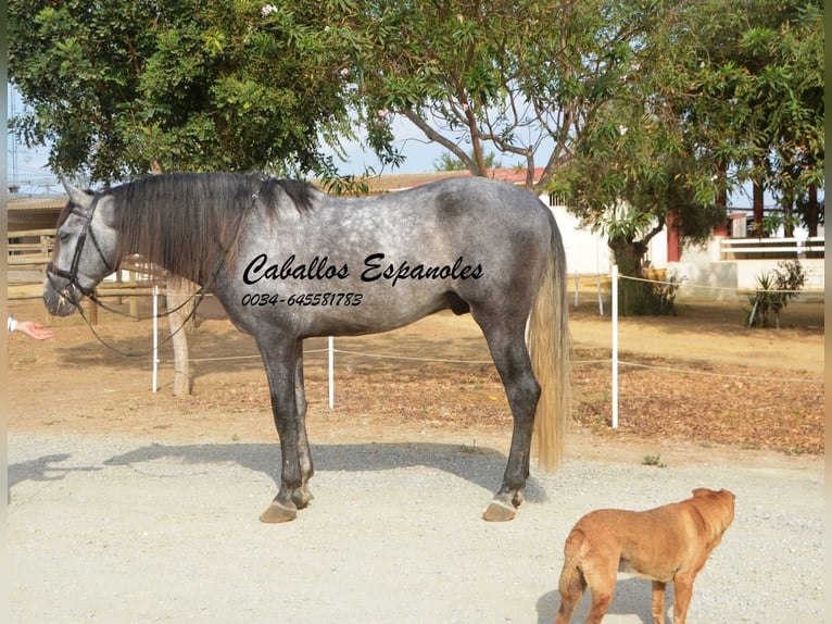 PRE Stallion 5 years 16 hh Gray-Dapple in Vejer de la Frontera