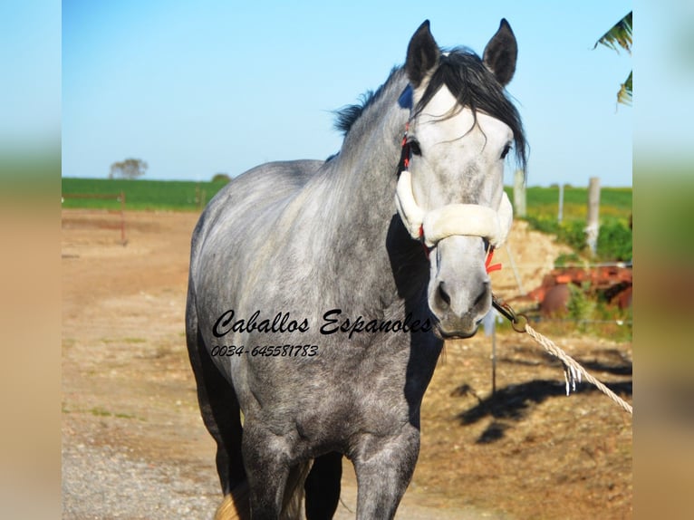 PRE Stallion 5 years 16 hh Gray-Dapple in Vejer de la Frontera