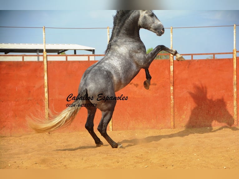 PRE Stallion 5 years 16 hh Gray-Dapple in Vejer de la Frontera