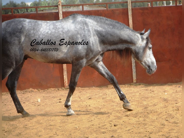 PRE Stallion 5 years 16 hh Gray-Dapple in Vejer de la Frontera