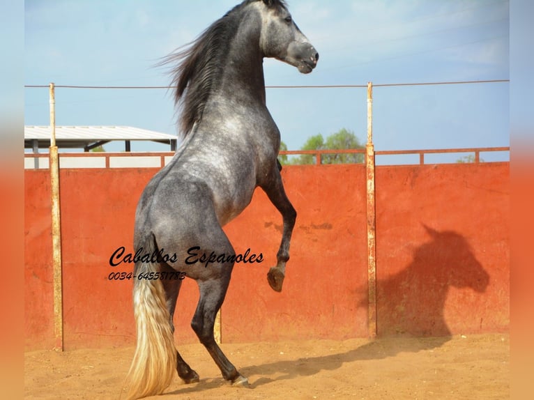 PRE Stallion 5 years 16 hh Gray-Dapple in Vejer de la Frontera