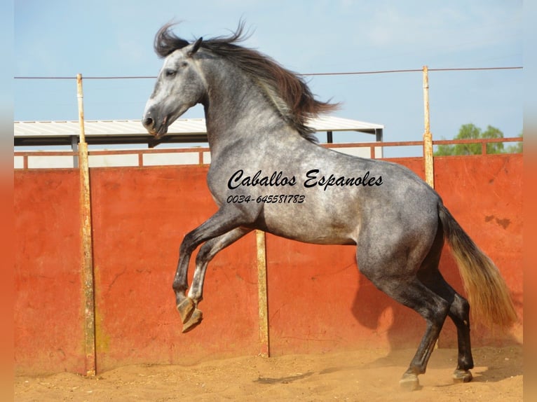 PRE Stallion 5 years 16 hh Gray-Dapple in Vejer de la Frontera