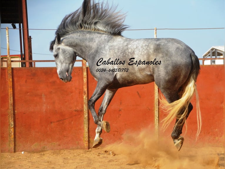 PRE Stallion 5 years 16 hh Gray-Dapple in Vejer de la Frontera