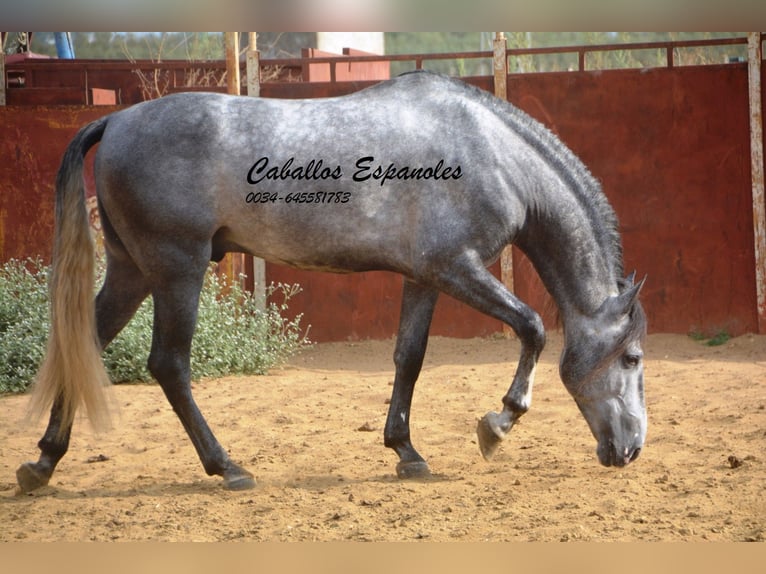 PRE Stallion 5 years 16 hh Gray-Dapple in Vejer de la Frontera