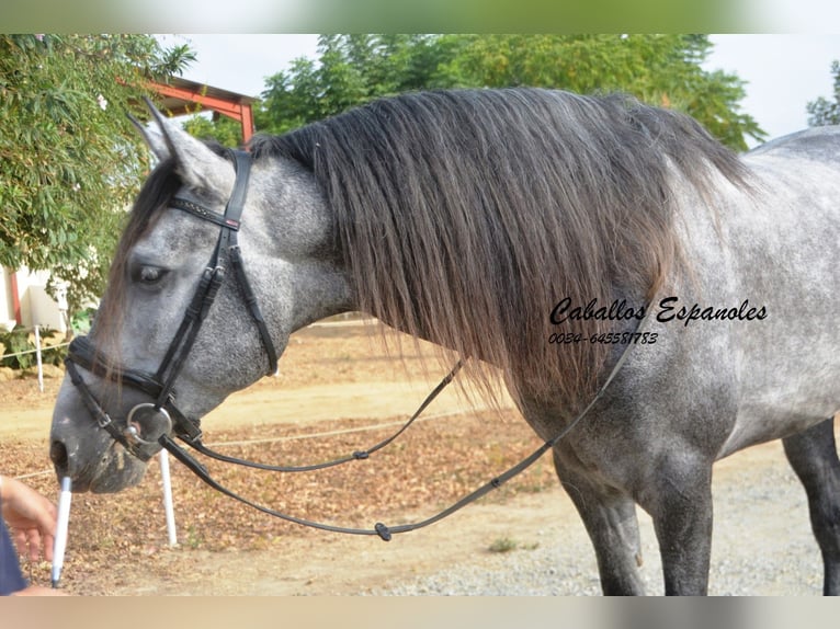 PRE Stallion 5 years 16 hh Gray-Dapple in Vejer de la Frontera