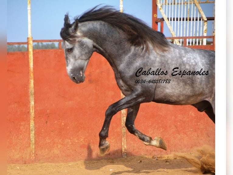 PRE Stallion 5 years 16 hh Gray-Dapple in Vejer de la Frontera