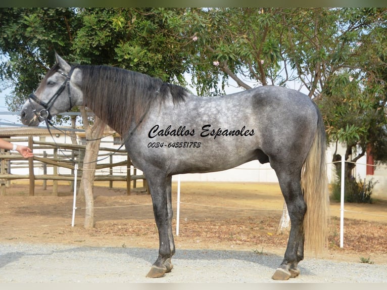 PRE Stallion 5 years 16 hh Gray-Dapple in Vejer de la Frontera