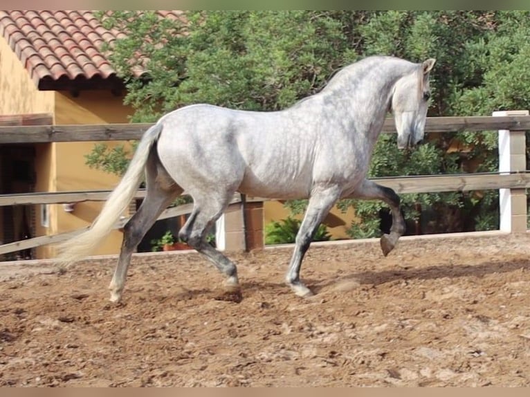 PRE Mix Stallion 5 years 16 hh Gray-Dapple in Sevilla