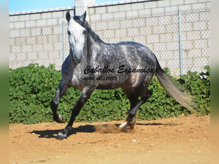 PRE Stallion 5 years 16 hh Gray-Dapple in Vejer de la Frontera