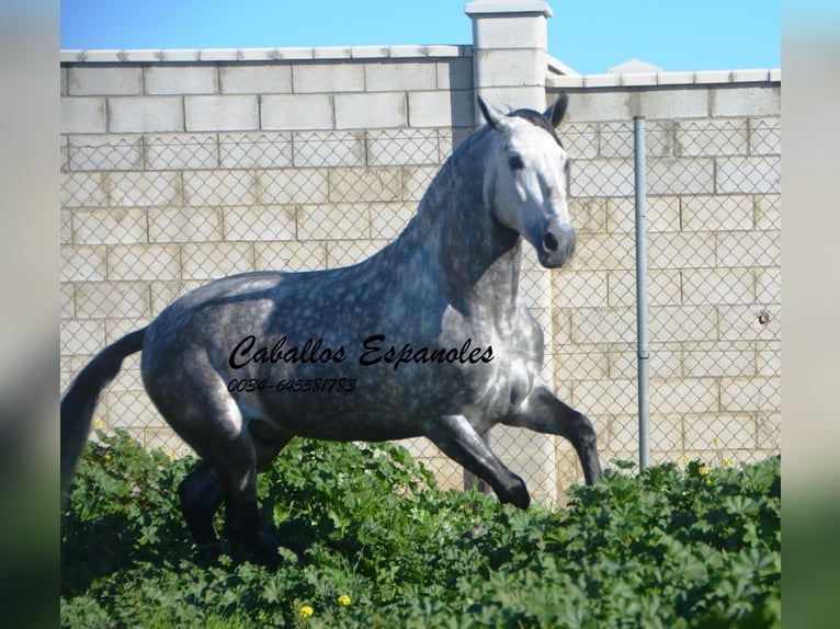 PRE Stallion 5 years 16 hh Gray-Dapple in Vejer de la Frontera